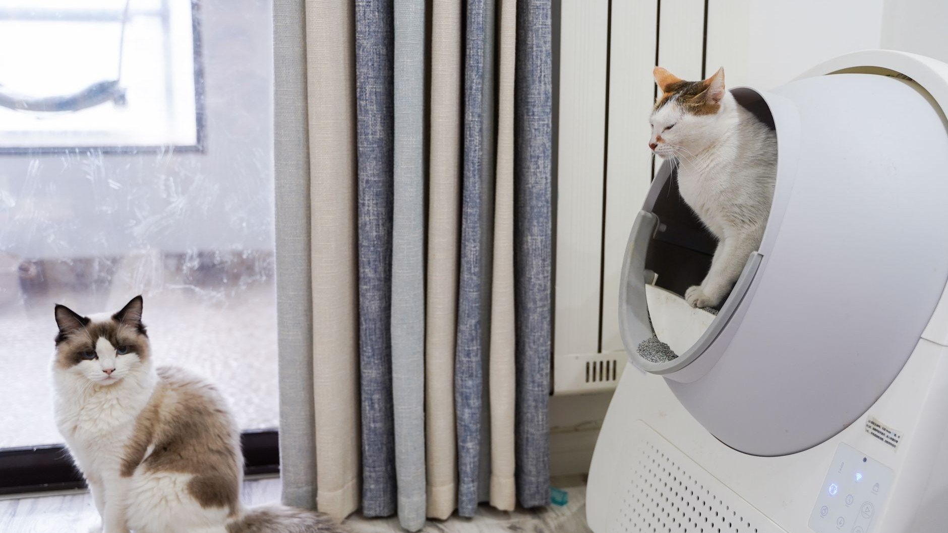 Zwei Katzen liegen entspannt im Wohnzimmer