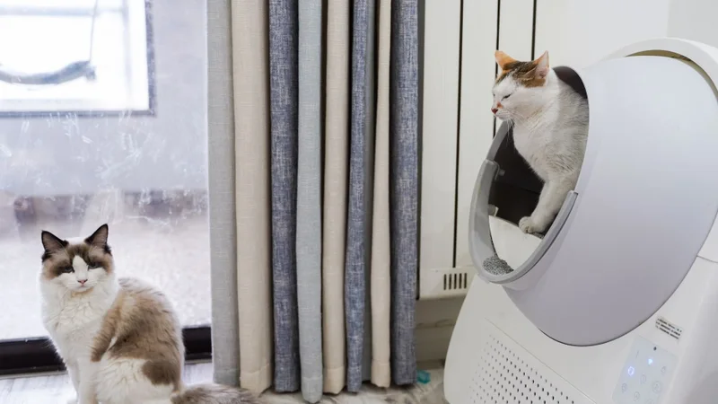 Zwei Katzen liegen entspannt im Wohnzimmer